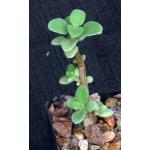 Plectranthus socotranus 2-inch pots
