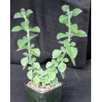Plectranthus forskaohlii 5-inch pots