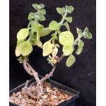 Plectranthus forskaohlii (Coleus aromaticus) 5-inch pots