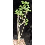 Plectranthus igniarius (Lav 23156) one-gallon pots