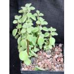 Plectranthus socotranus 5-inch pots
