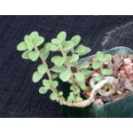 Plectranthus socotranus 4-inch pots
