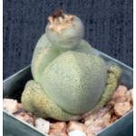 Pleiospilos nelii 2-inch pots