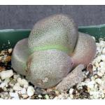 Pleiospilos bolusii 4-inch pots