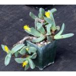 Pleiospilos compactus (minima) 4-inch pots