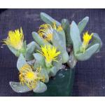 Pleiospilos compactus ssp. minor 4-inch pots