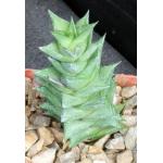 Poellnitzia rubriflora 4-inch pots