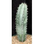 Polaskia chichipe 8-inch pots