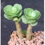 Portulaca molokiniensis 4-inch pots