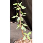 Portulacaria afra fm macrophylla 5-inch pots