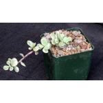 Portulacaria afra variegata 3-inch pots