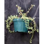 Portulacaria afra variegata 8-inch pots