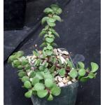 Portulacaria afra (prostrate form) 4-inch pots