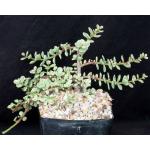 Portulacaria afra (prostrate form variegate) one-gallon pots