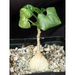 Pyrenacantha malvifolia 5-inch pots