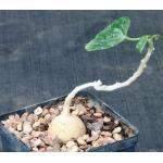 Pyrenacantha malvifolia 5-inch pots