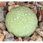 Pseudolithos migiurtinus 2-inch pots