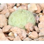 Pseudolithos migiurtinus 3-inch pots