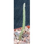 Pterocactus tuberosus 4-inch pots