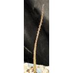 Pterocactus tuberosus 2-inch pots