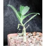 Pterodiscus aurantiacus 4-inch pots