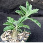 Pterodiscus makatiniensis 4-inch pots