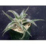Dyckia cv Tarzan 4-inch pots