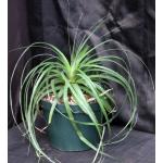 Puya alpestris 10-inch pots