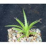 Puya mirabilis 2-inch pots
