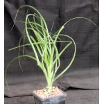 Puya mirabilis 4-inch pots
