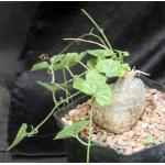 Pyrenacantha malvifolia one-gallon pots