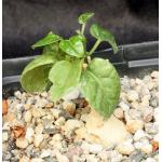 Pyrenacantha malvifolia one-gallon pots