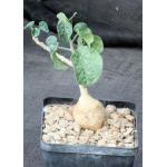 Pyrenacantha malvifolia 5-inch pots