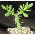Quiabentia verticillata 5-inch pots