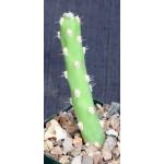 Quiabentia verticillata 4-inch pots