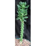 Quiabentia verticillata 8-inch pots