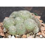 Rebutia heliosa var. heliosa 4-inch pots