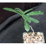 Raphionacme flanaganii 4-inch pots