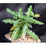 Raphionacme flanaganii 5-inch pots