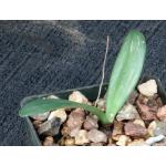 Rauhia peruviana 3-inch pots