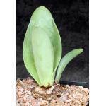 Rauhia peruviana one-gallon pots