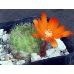 Rebutia donaldiana 2-inch pots