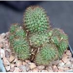 Rebutia fulviseta 5-inch pots