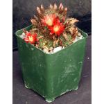 Rebutia fulviseta 4-inch pots