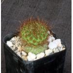 Rebutia donaldiana 2-inch pots