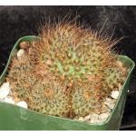 Rebutia fulviseta 4-inch pots
