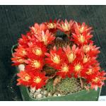 Rebutia fulviseta 4-inch pots