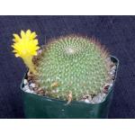Rebutia marsoneri 4-inch pots