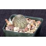Rebutia pygmaea var. pygmaea 3-inch pots