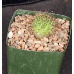 Rebutia robustispina (R88) 5-inch pots